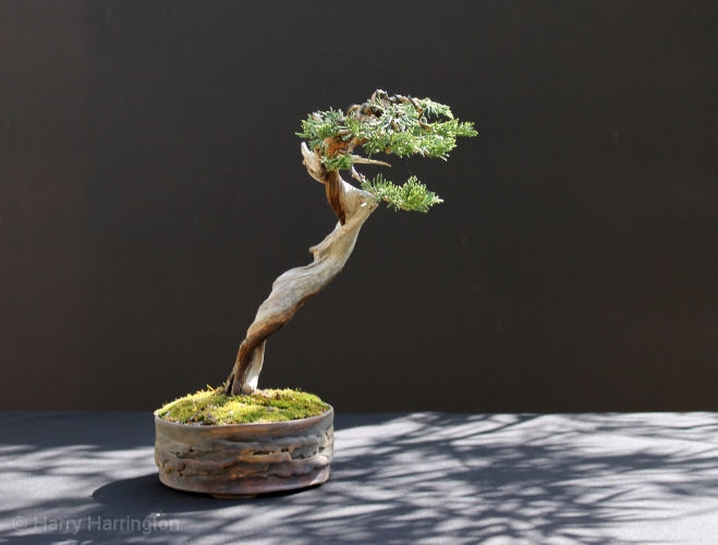 Juniper sabina literati bonsai